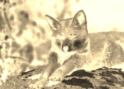 Sepia + Negatyw