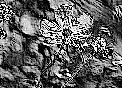 Skamielina