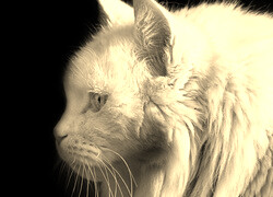 Szary + Sepia
