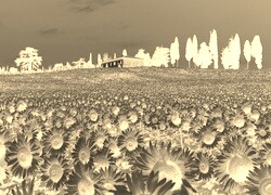 Sepia + Negatyw