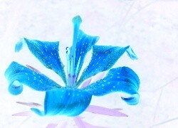 Negatyw