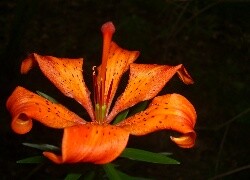 Oryginalny obrazek