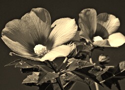 Szary + Sepia