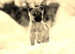 Szary + Sepia