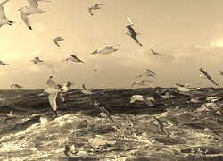 Szary + Sepia