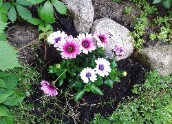 Oryginalny obrazek