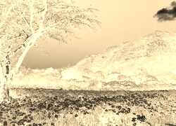 Sepia + Negatyw
