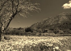 Sepia