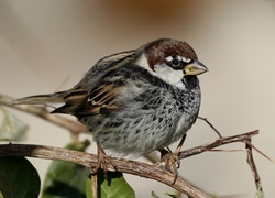 Oryginalny obrazek