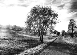 Szary + Sepia