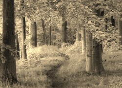 Sepia