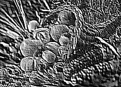 Skamielina