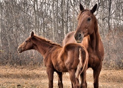 Oryginalny obrazek