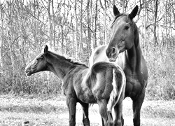 Szary + Sepia