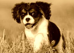 Sepia