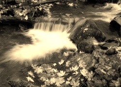Szary + Sepia