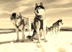 Sepia