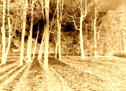 Sepia + Negatyw