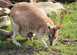 Oryginalny obrazek