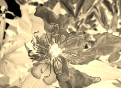 Sepia + Negatyw