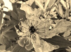 Szary + Sepia