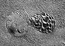 Skamielina