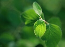 Oryginalny obrazek