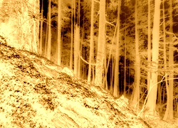 Sepia + Negatyw
