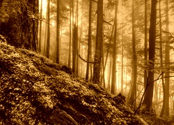 Sepia