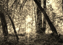 Sepia