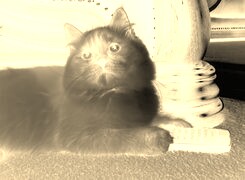 Sepia + Negatyw