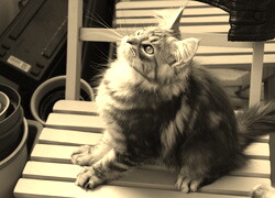 Szary + Sepia