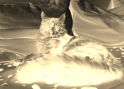 Sepia + Negatyw