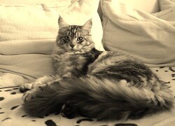 Sepia