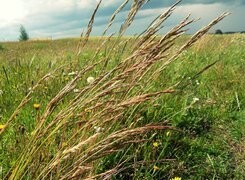 Oryginalny obrazek