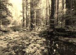 Szary + Sepia