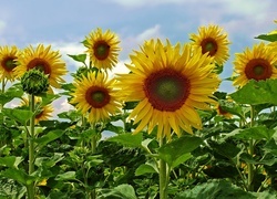 Oryginalny obrazek