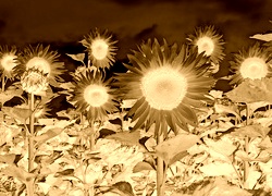 Sepia + Negatyw