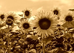 Sepia