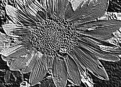 Skamielina