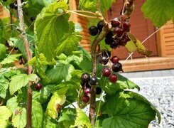 Oryginalny obrazek