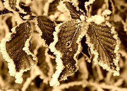 Sepia