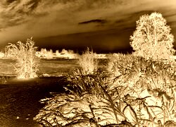 Sepia + Negatyw