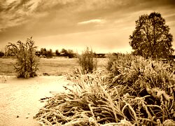 Sepia