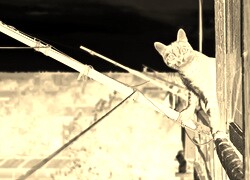 Sepia + Negatyw