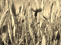 Szary + Sepia