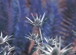 Oryginalny obrazek