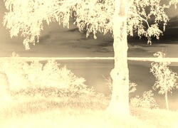 Sepia + Negatyw
