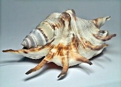 Oryginalny obrazek