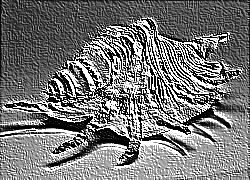 Skamielina